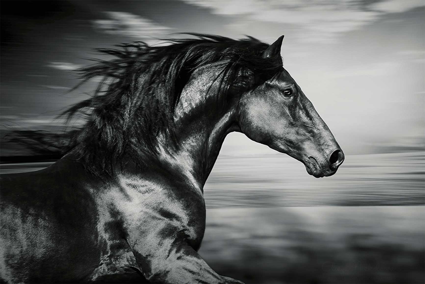 Quadro Retangular  - Dark horse