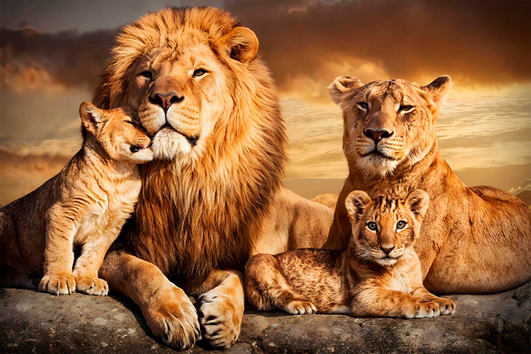 Quadro Retangular - Família de leões com 2 filhotes - Liê Decor