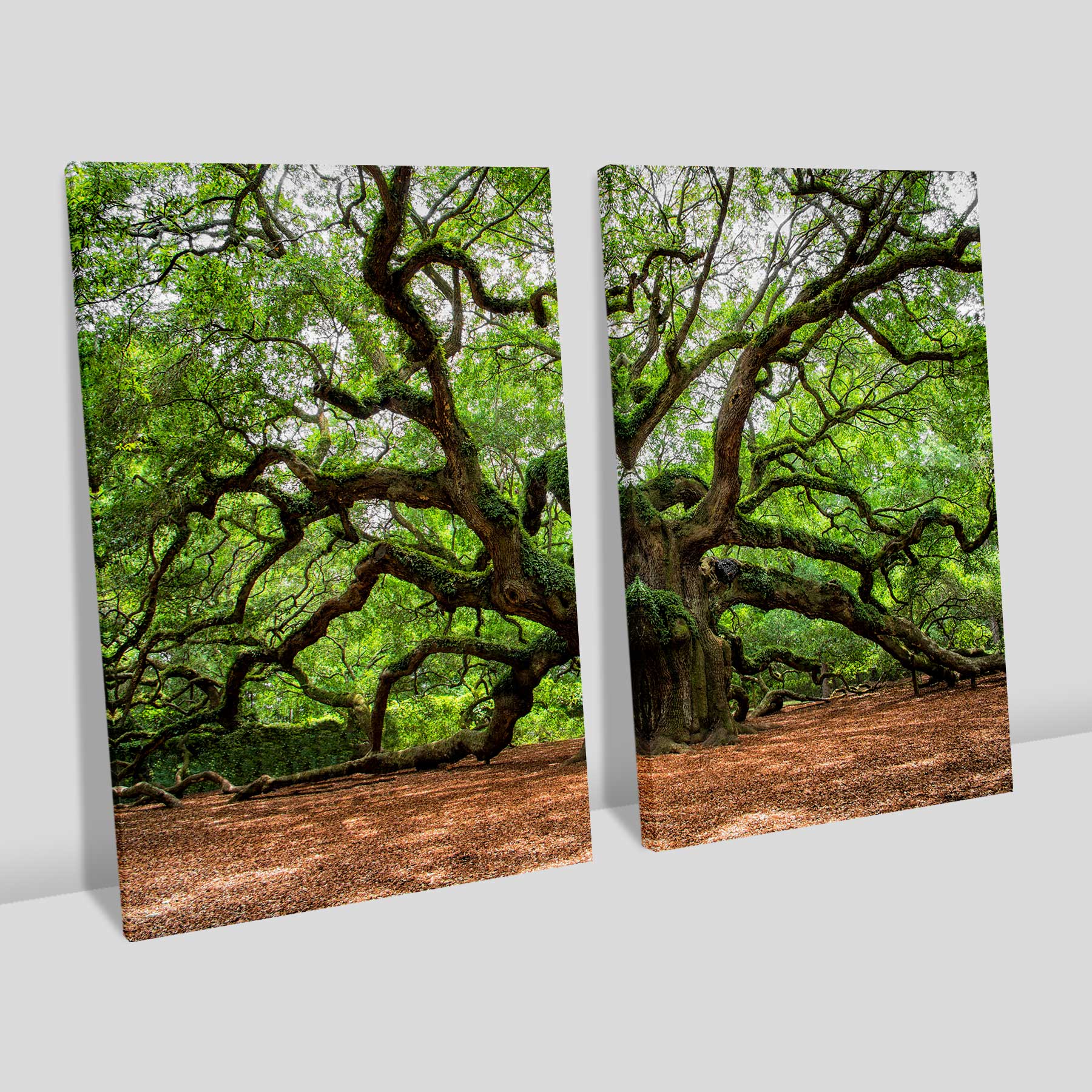 Kit 2 quadros retangulares - Duo Árvore de grandes galhos