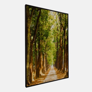 QUADRO CAMINHO ILUMINADO NA FLORESTA