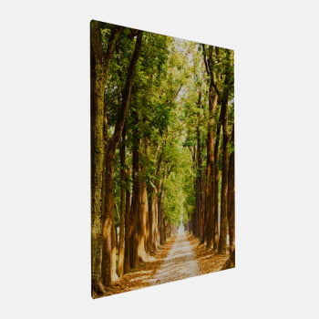 QUADRO CAMINHO ILUMINADO NA FLORESTA