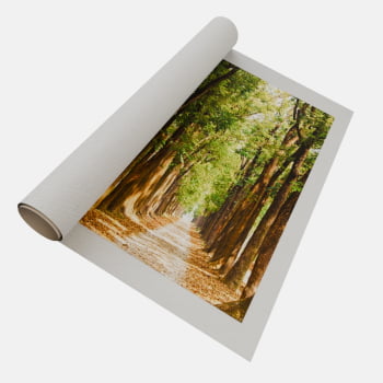 QUADRO CAMINHO ILUMINADO NA FLORESTA