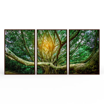 Kit 3 quadros retangulares - Copa da grande árvore