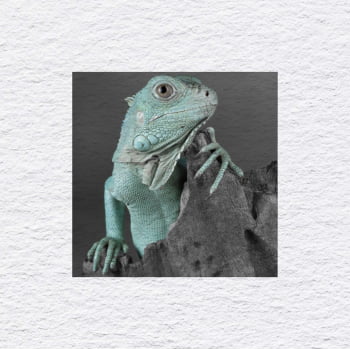 Quadro quadrado - Iguana em Close