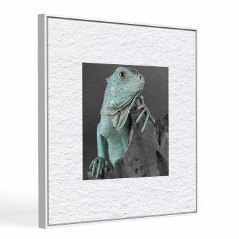 Quadro quadrado - Iguana em Close