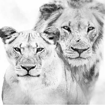 Quadro quadrado - Leão e leoa P&B