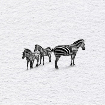 Quadro quadrado - Zebras em Fluxo