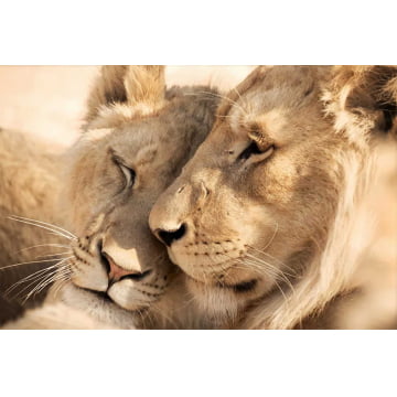 Quadro Retangular  - Leão e Leoa casal