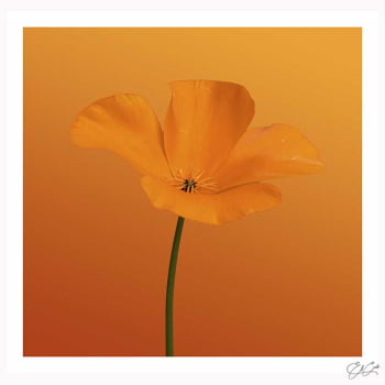 Quadro quadrado - Flor Laranja