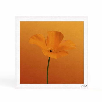 Quadro quadrado - Flor Laranja