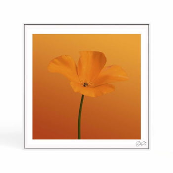 Quadro quadrado - Flor Laranja