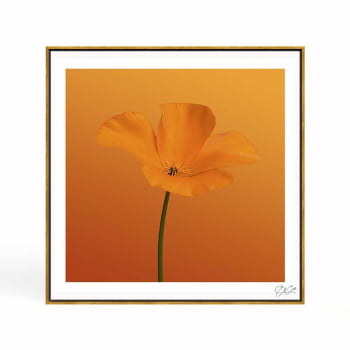 Quadro quadrado - Flor Laranja