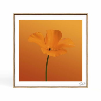 Quadro quadrado - Flor Laranja