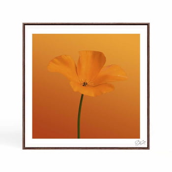 Quadro quadrado - Flor Laranja