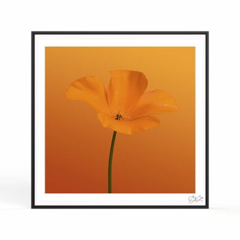 Quadro quadrado - Flor Laranja
