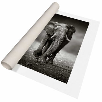 Quadro Retangular  - Elefante Preto e Branco