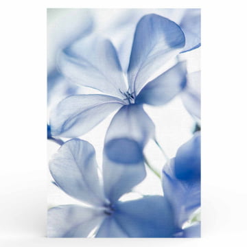 Quadro Retangular  -  Flores Azuis Close