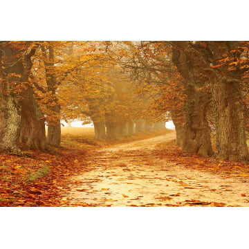 Quadro Retangular  - Um caminho pelas árvores no outono