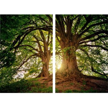 Kit 2 quadros retangulares - Twin trees