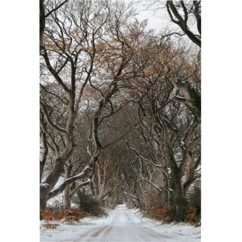 Quadro Retangular - Trilha de Inverno