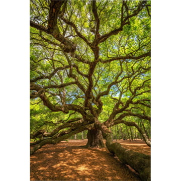 Quadro Retangular  - Árvore da vida - Grandes galhos